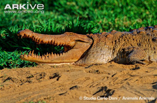 Illustration for article titled Sunday Crocodilian - Crocodylus intermedius Edition